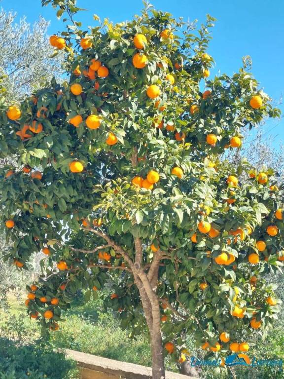 immagine annuncio 7 di 9