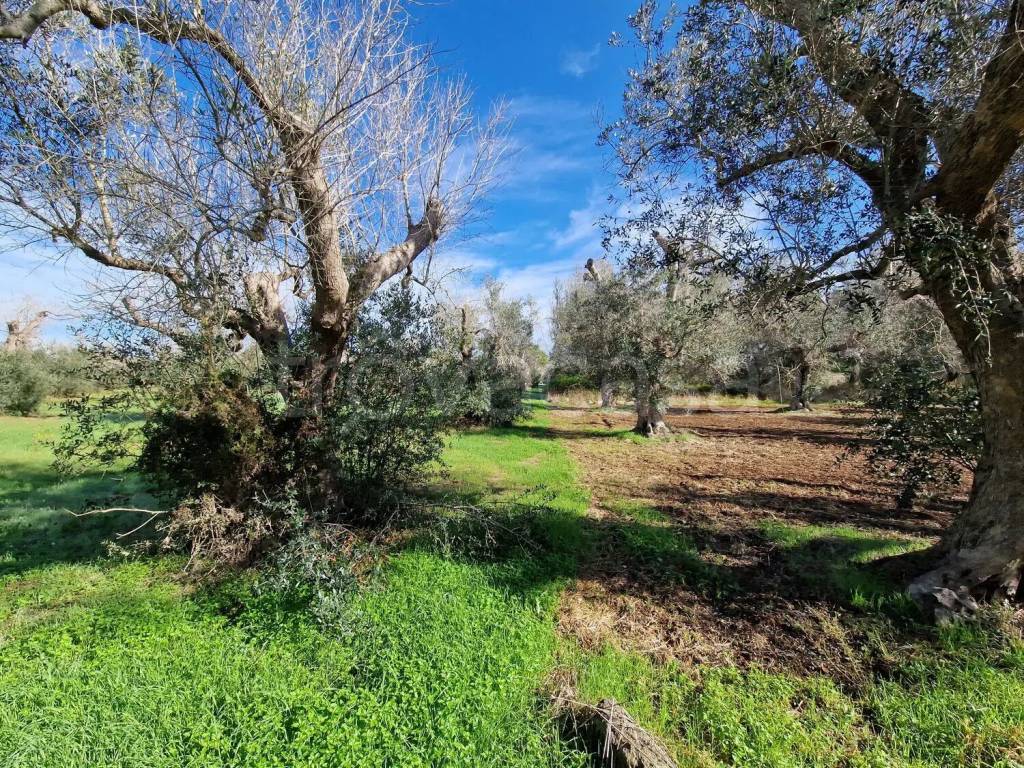 immagine annuncio 2 di 13