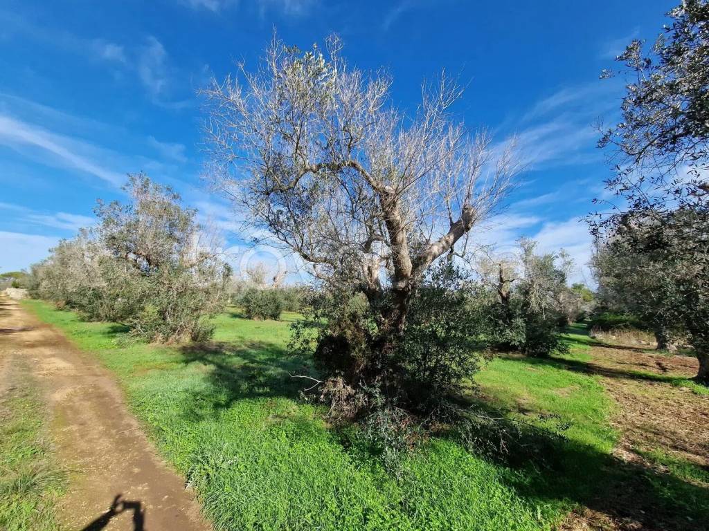 immagine annuncio 3 di 13