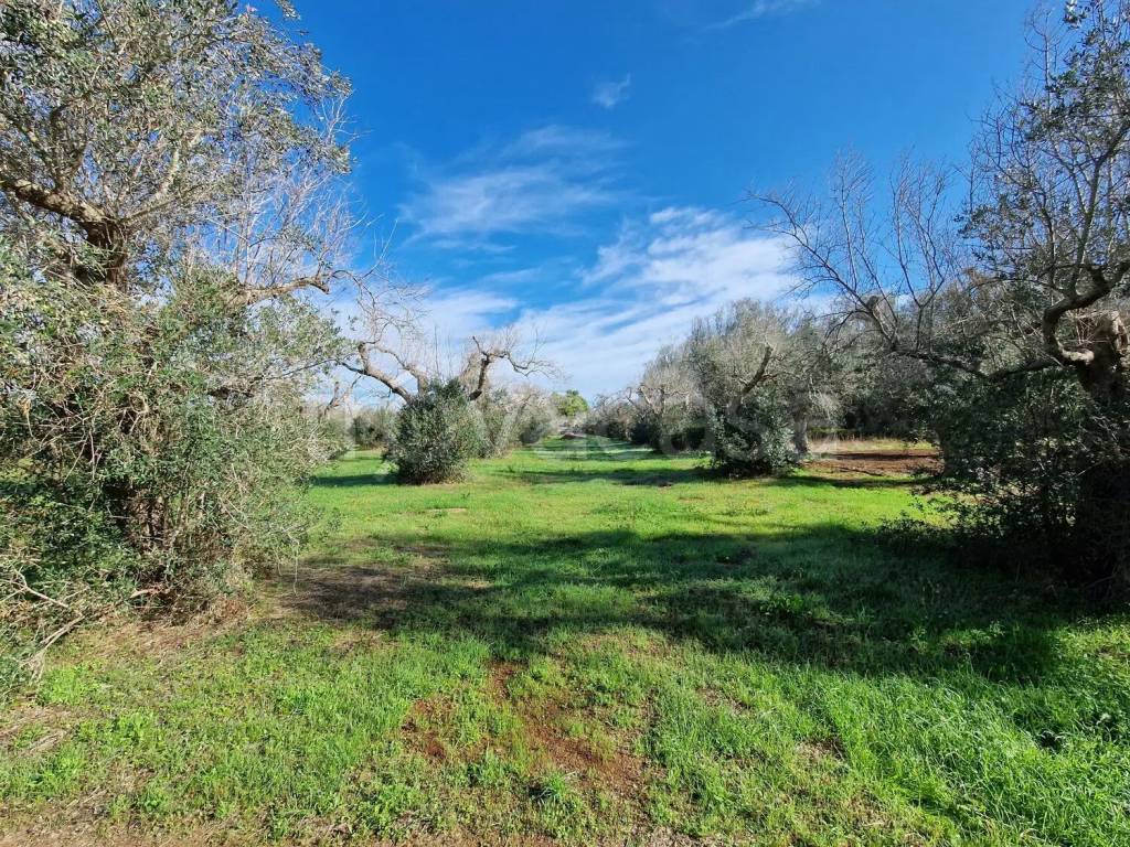 immagine annuncio 4 di 13