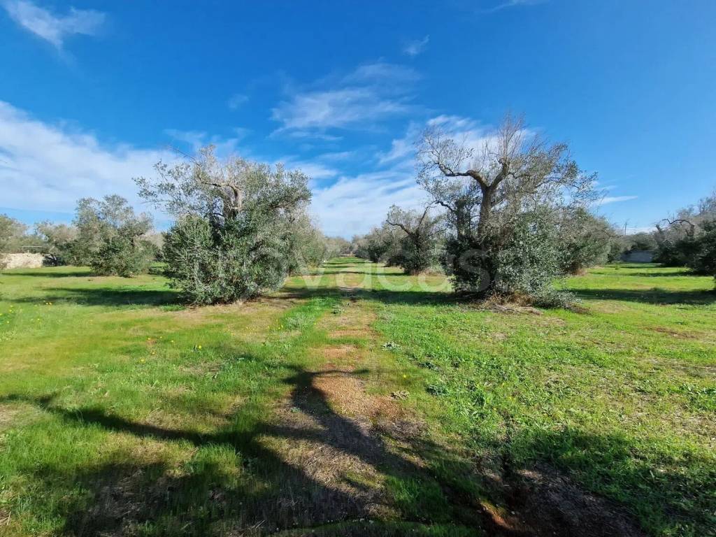 immagine annuncio 6 di 13