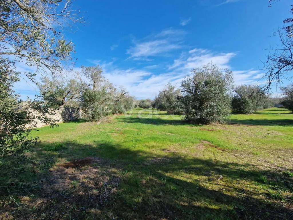 immagine annuncio 7 di 13