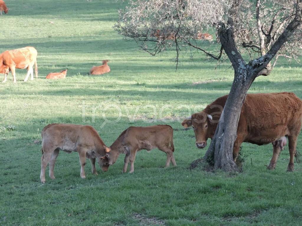 immagine annuncio 11 di 14