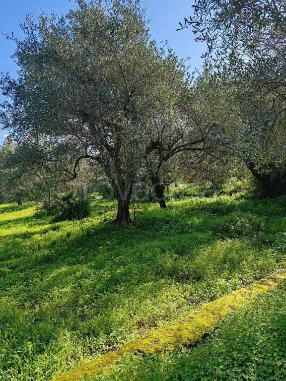 immagine annuncio 4 di 8