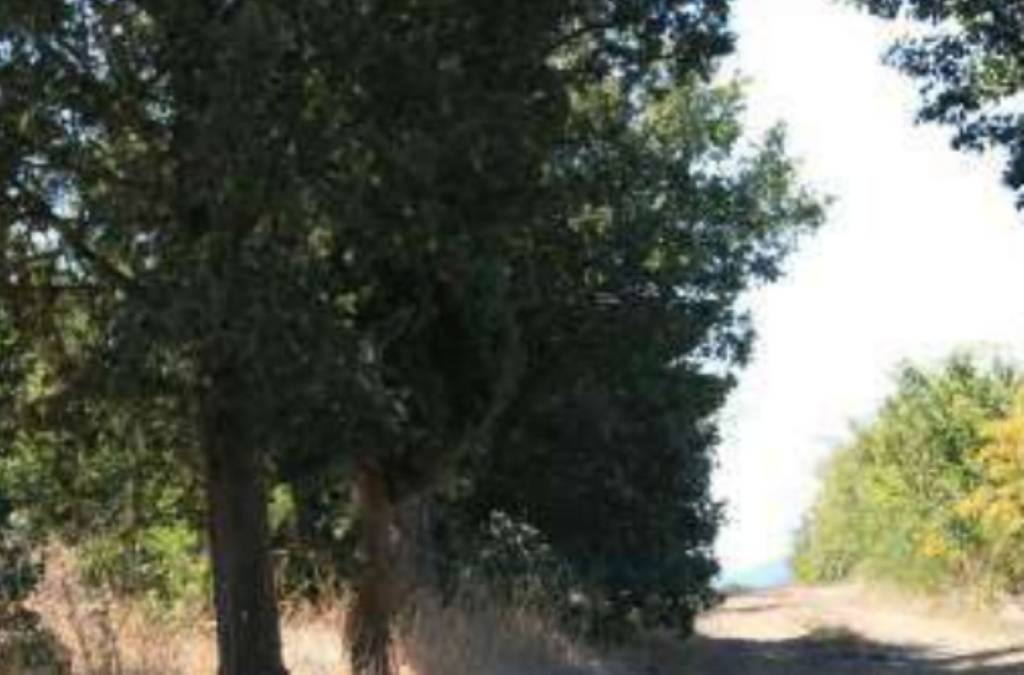 immagine annuncio 4 di 11