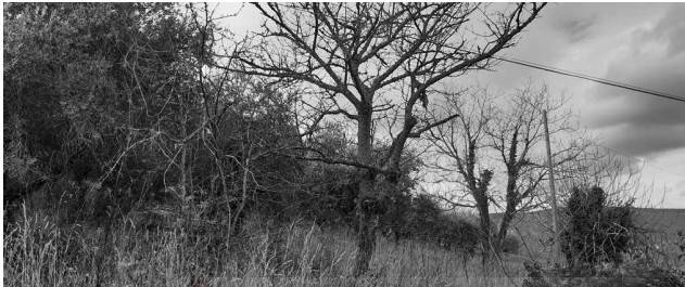 immagine annuncio 1 di 8