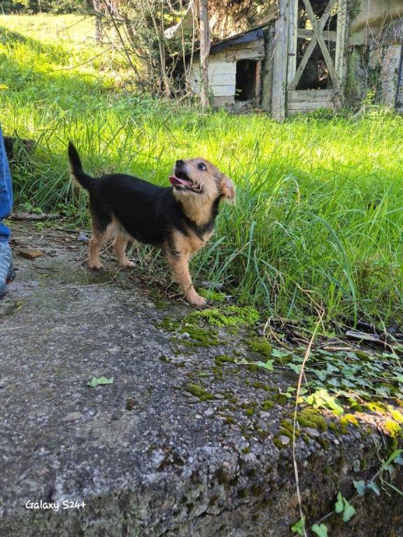 immagine annuncio 2 di 15