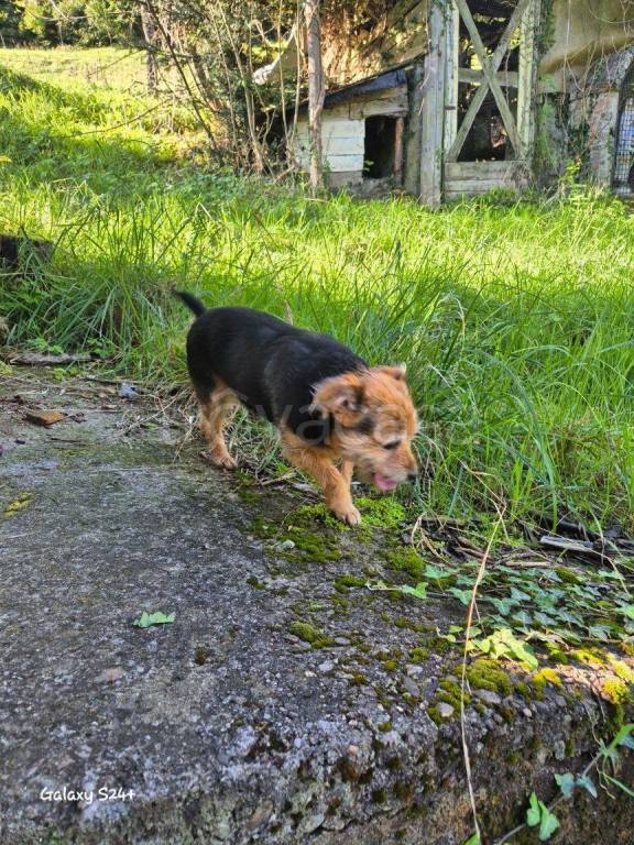 immagine annuncio 3 di 15