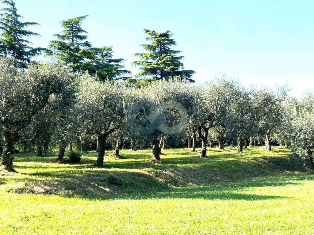 immagine annuncio 6 di 14