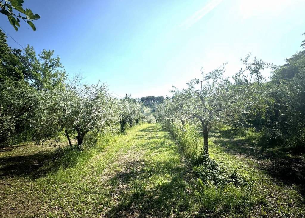 immagine annuncio 9 di 14
