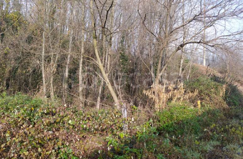 immagine annuncio 2 di 8