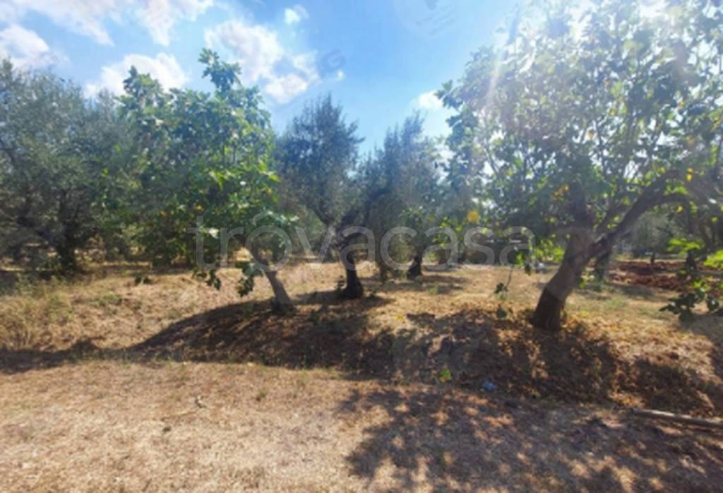 immagine annuncio 10 di 11