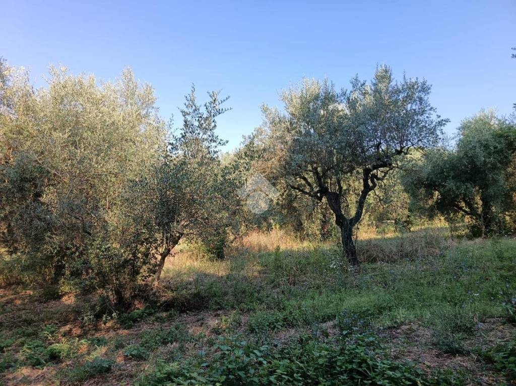 immagine annuncio 4 di 14