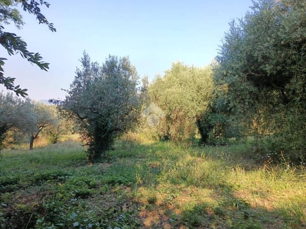 immagine annuncio 9 di 14