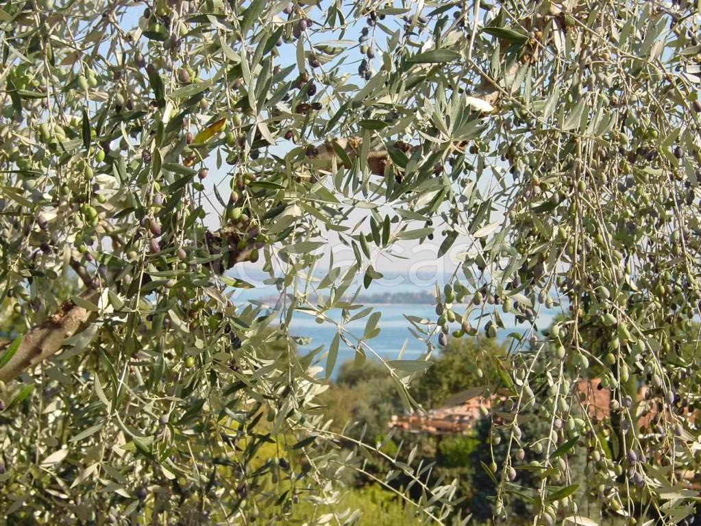 immagine annuncio 4 di 6