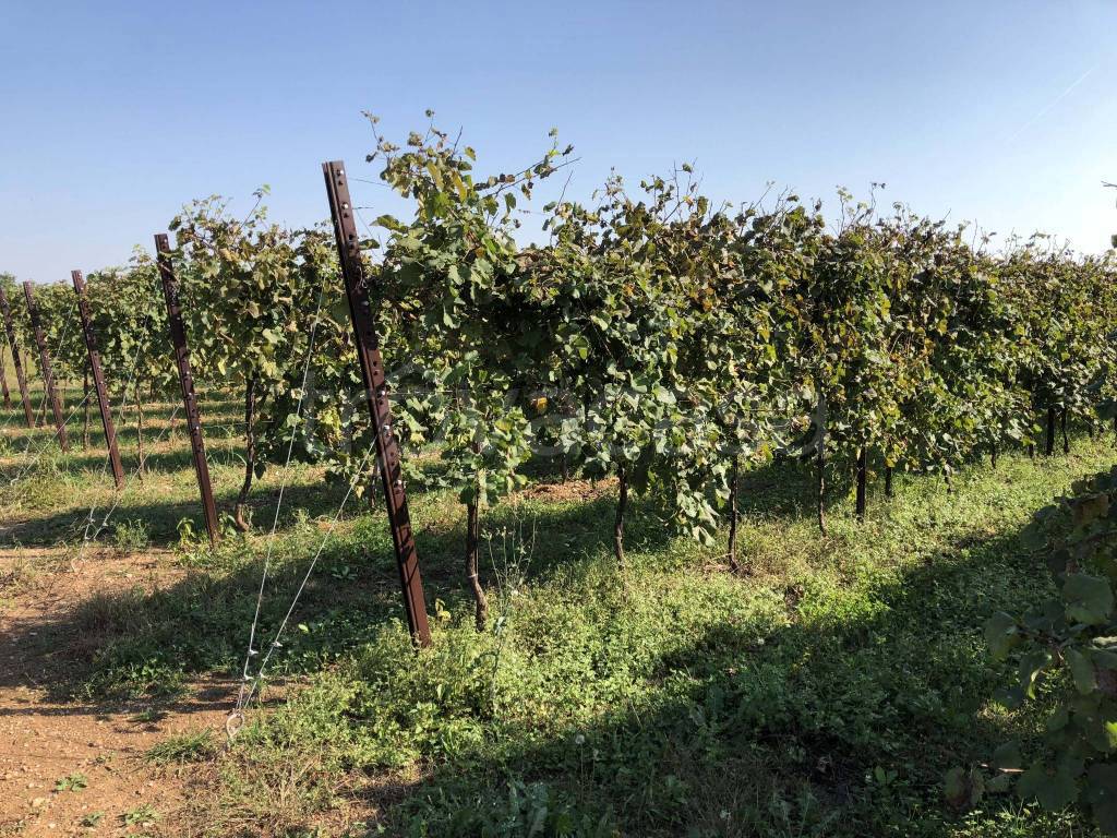 immagine annuncio 3 di 8