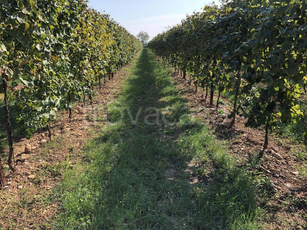 immagine annuncio 4 di 8