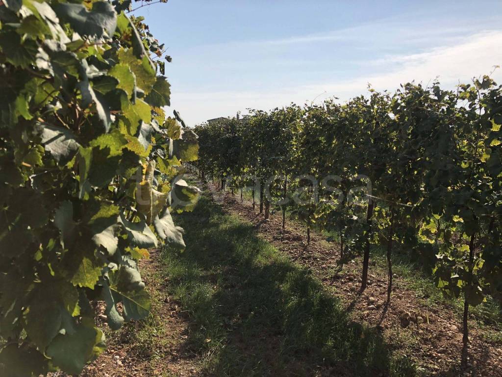 immagine annuncio 5 di 8