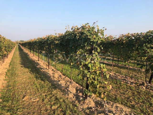 immagine annuncio 2 di 8