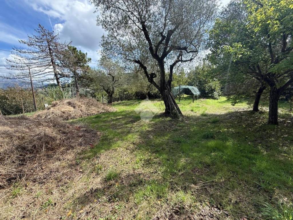 immagine annuncio 6 di 14