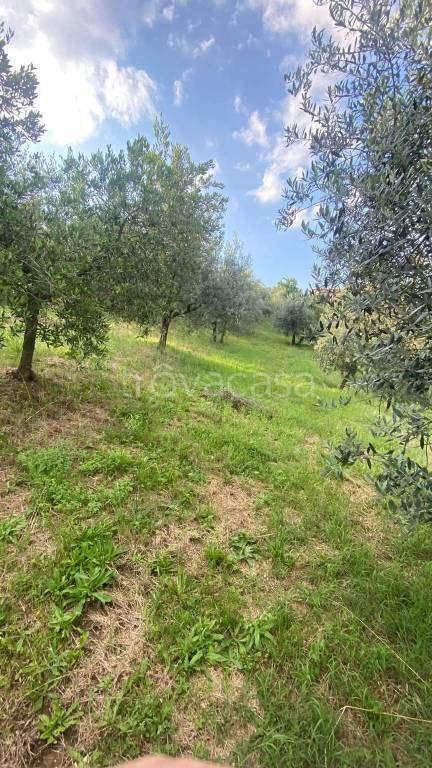 immagine annuncio 3 di 8