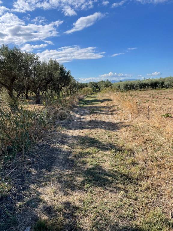 immagine annuncio 4 di 7