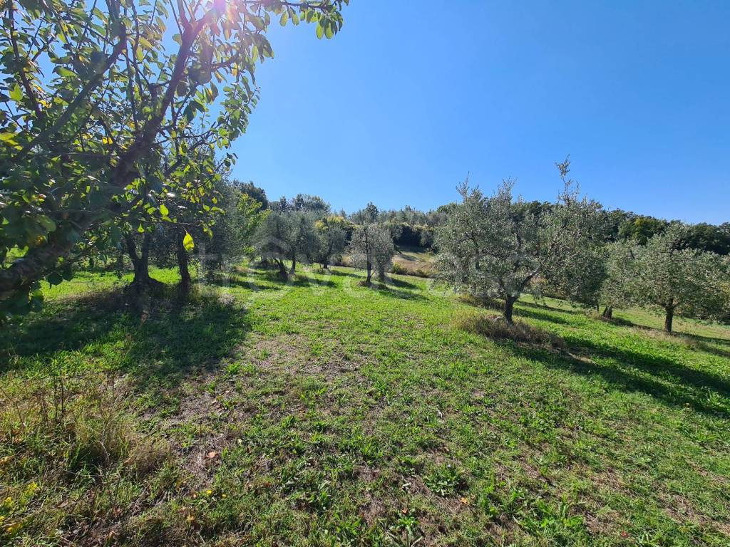 immagine annuncio 5 di 11