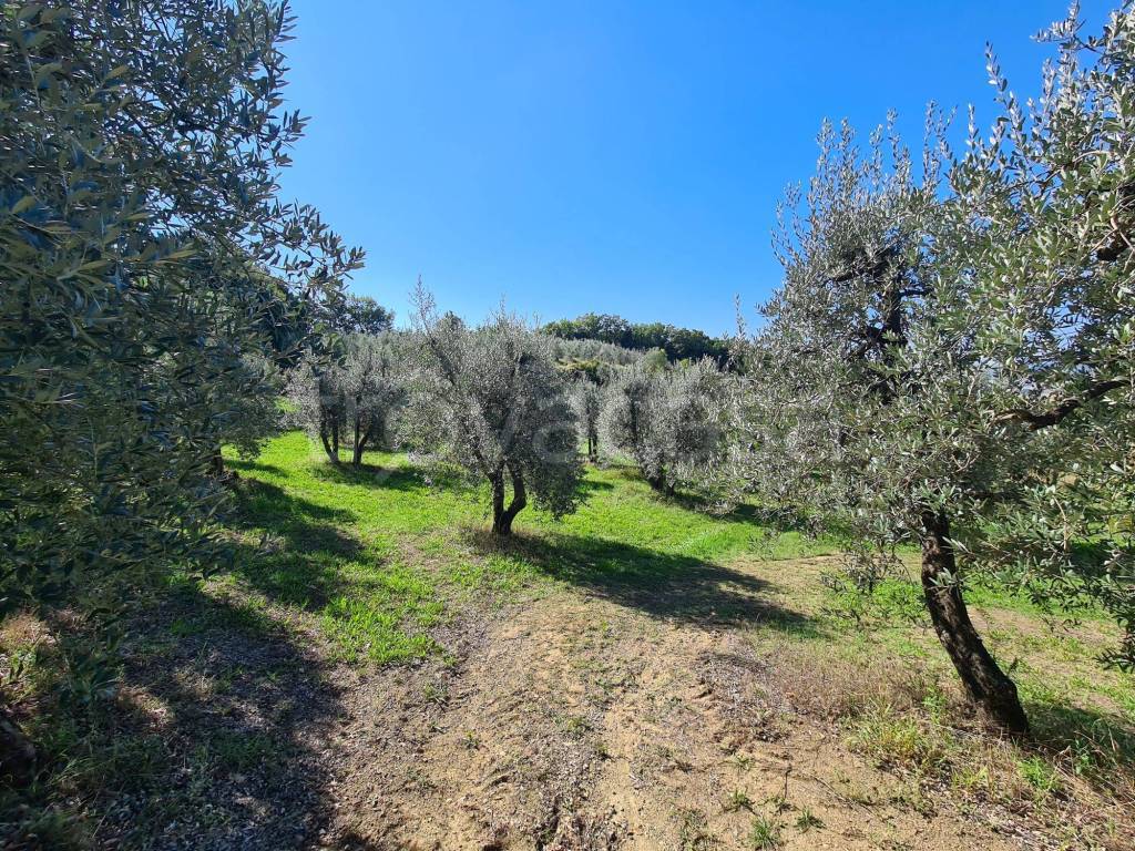 immagine annuncio 7 di 11