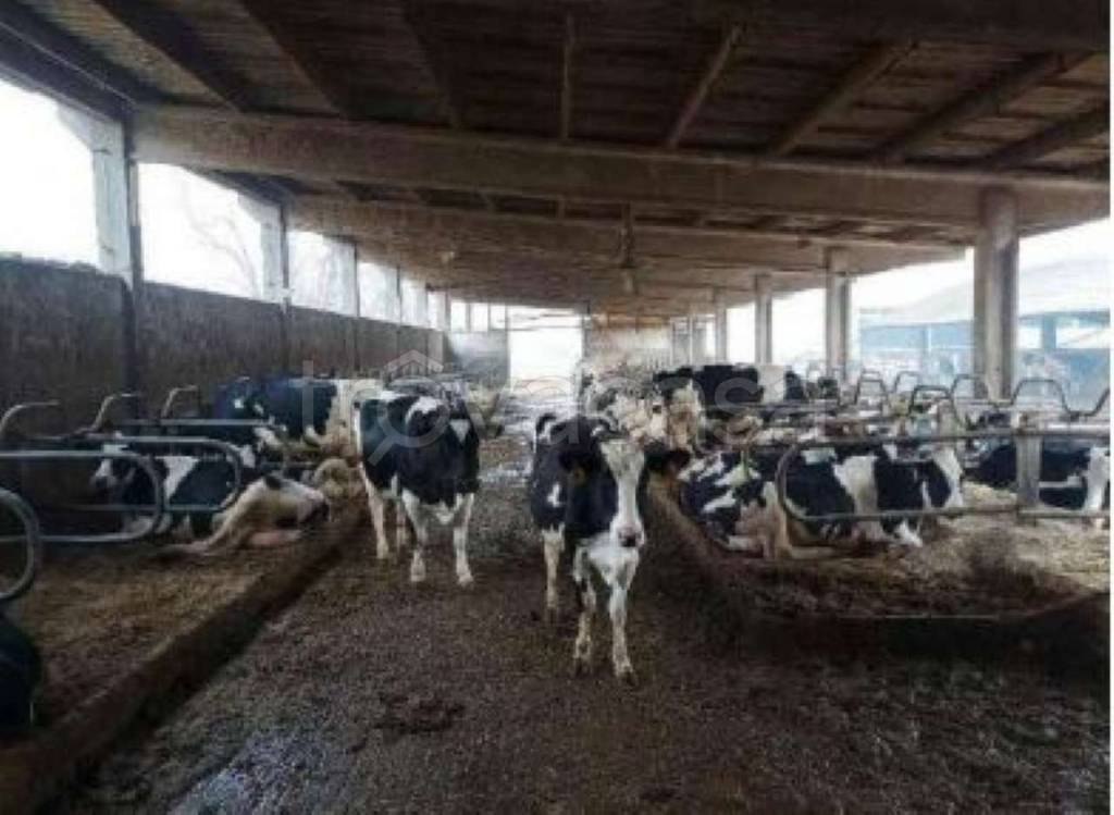 immagine annuncio 8 di 12