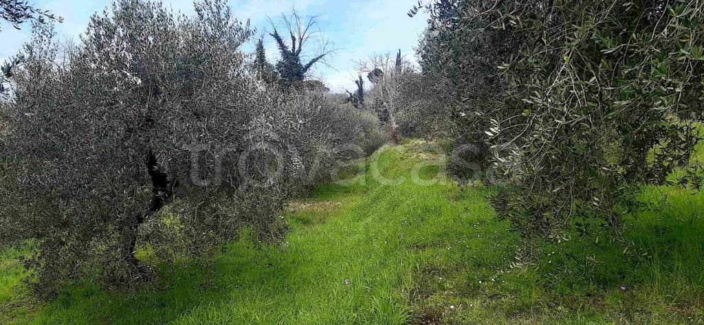 immagine annuncio 2 di 8