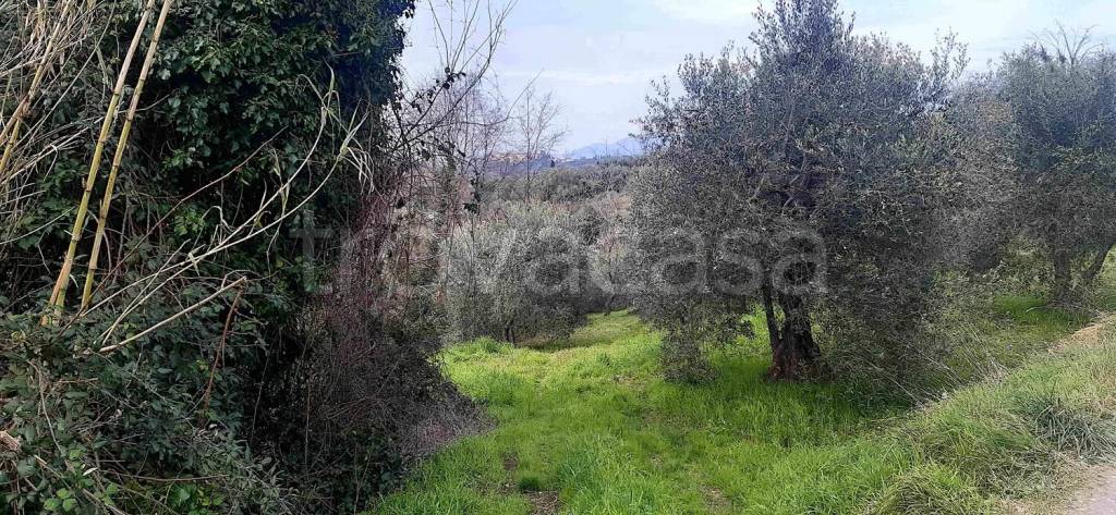 immagine annuncio 4 di 8