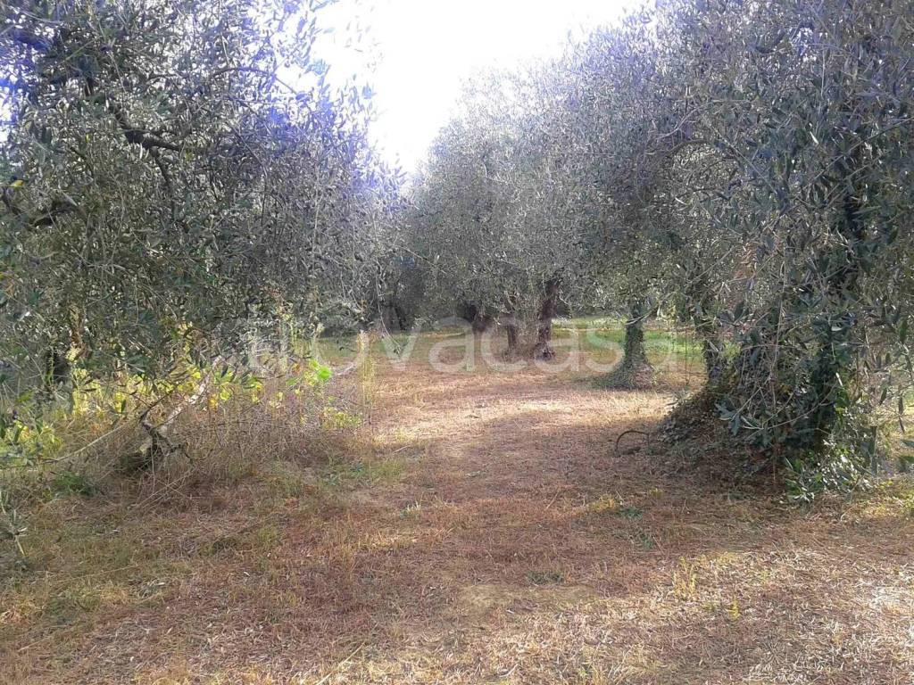 immagine annuncio 10 di 13