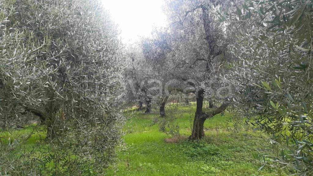 immagine annuncio 3 di 8