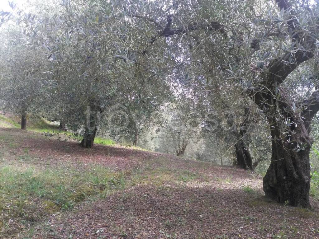 immagine annuncio 2 di 7