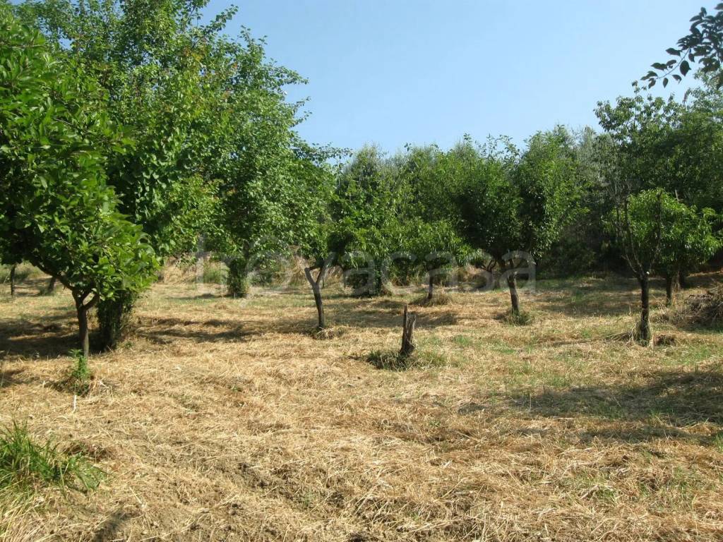 immagine annuncio 4 di 7