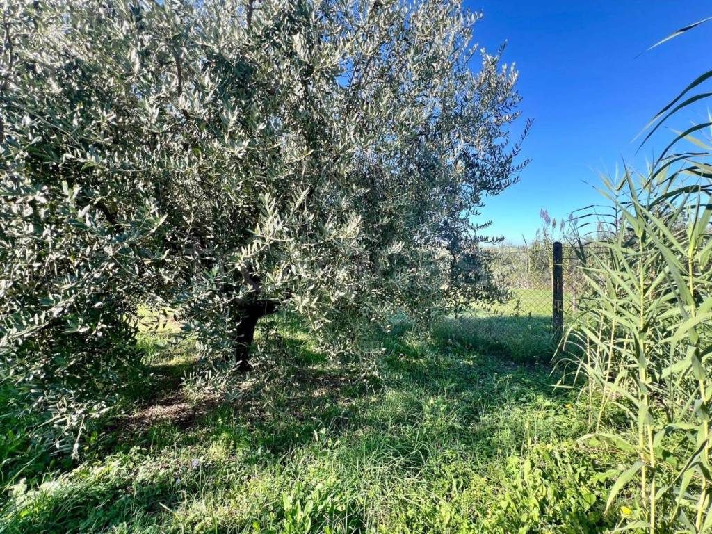 immagine annuncio 1 di 7