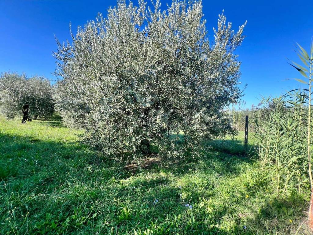 immagine annuncio 2 di 7