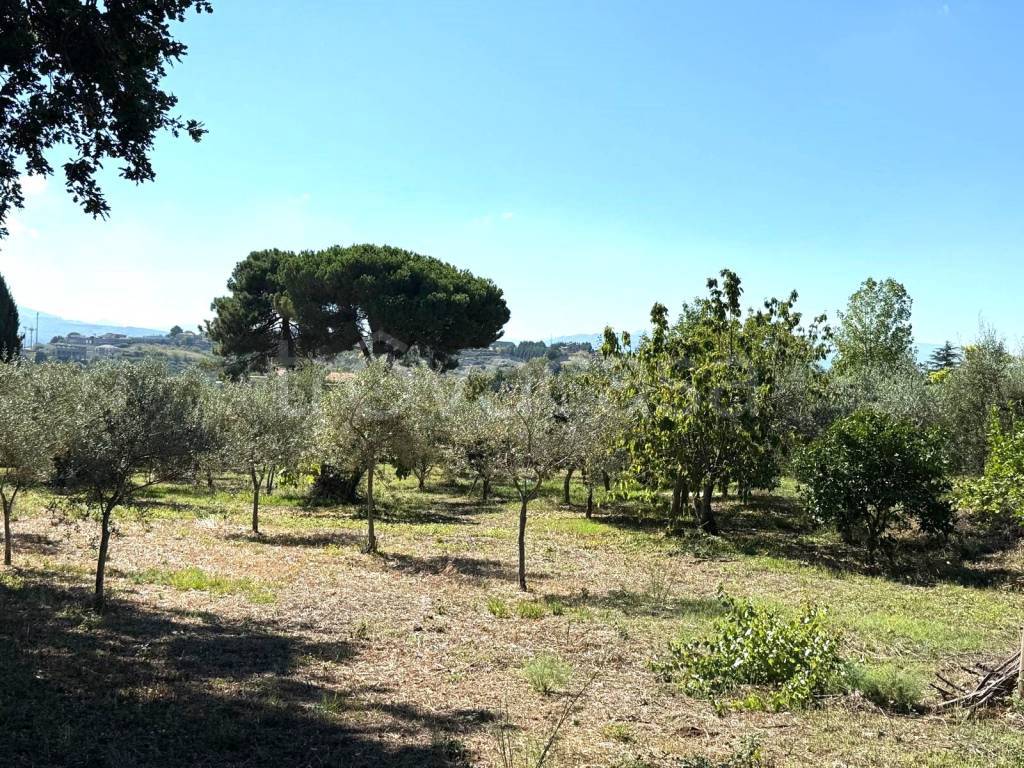 immagine annuncio 2 di 6