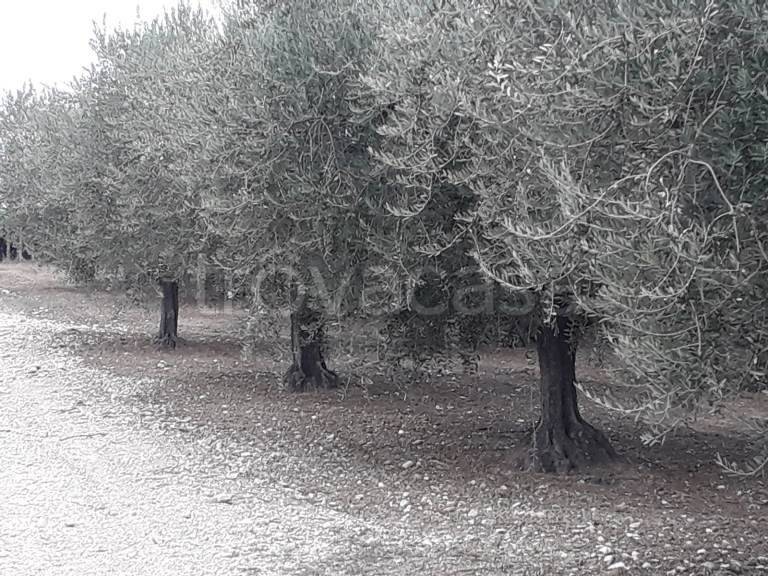 immagine annuncio 5 di 7