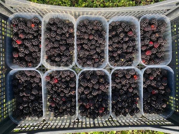 immagine annuncio 6 di 8