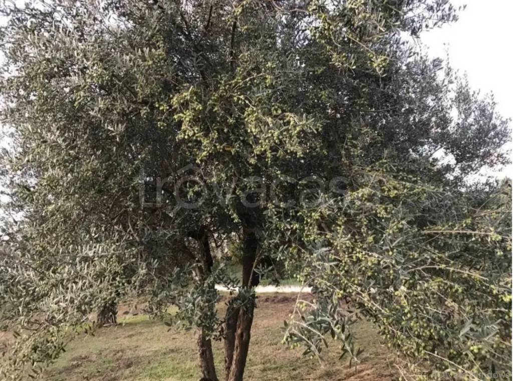 immagine annuncio 6 di 8