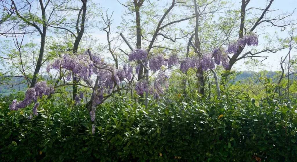 immagine annuncio 9 di 14