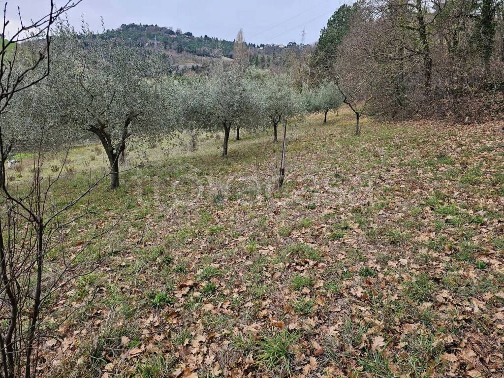 immagine annuncio 3 di 8