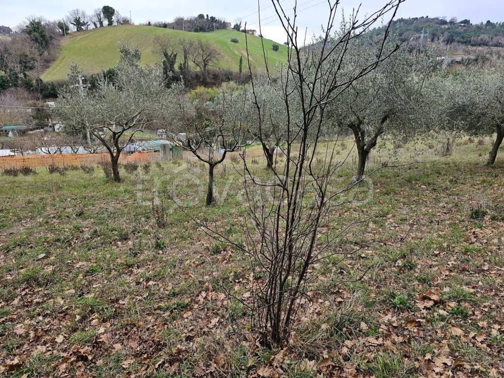 immagine annuncio 4 di 8