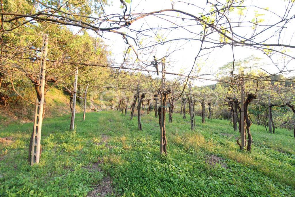 immagine annuncio 6 di 8