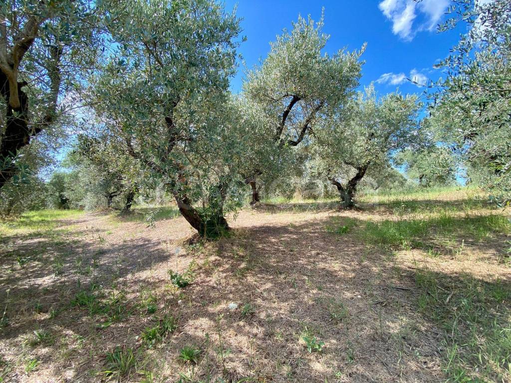 immagine annuncio 9 di 15