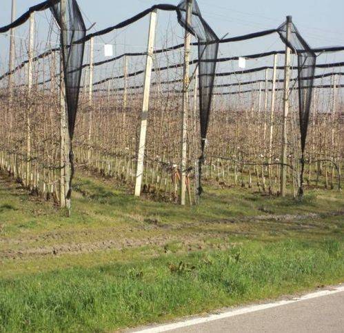 immagine annuncio 4 di 6