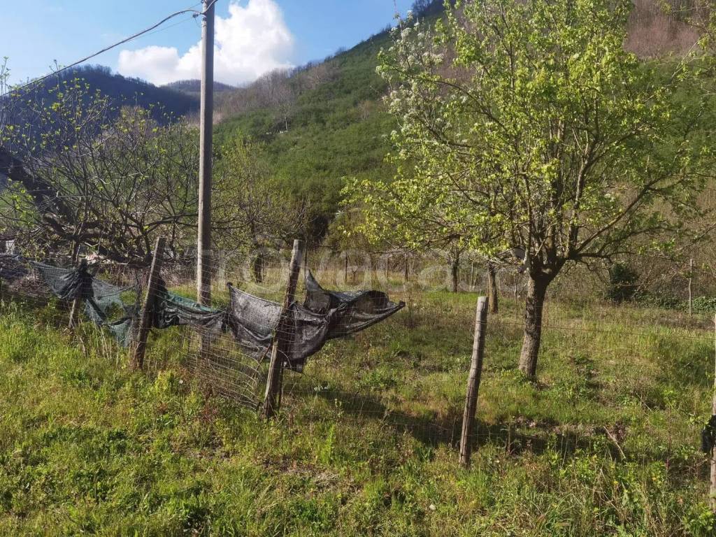 immagine annuncio 2 di 8