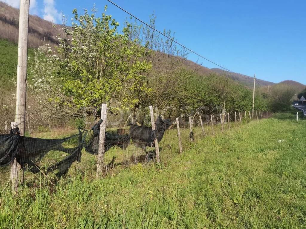 immagine annuncio 5 di 8