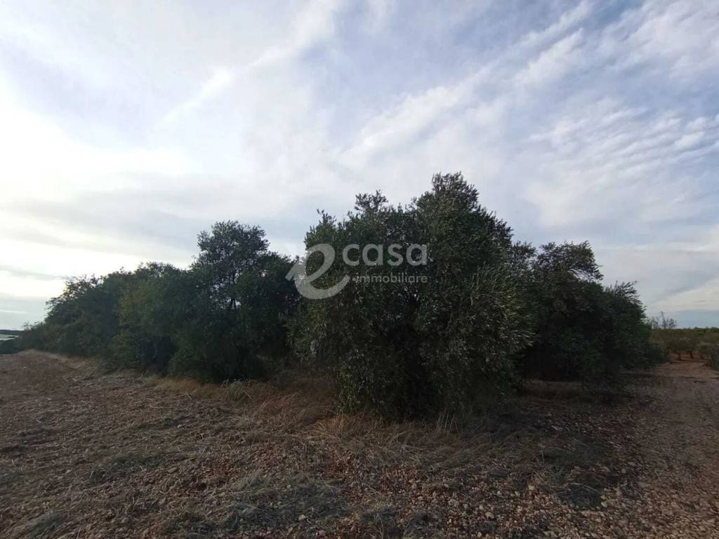 immagine annuncio 1 di 2